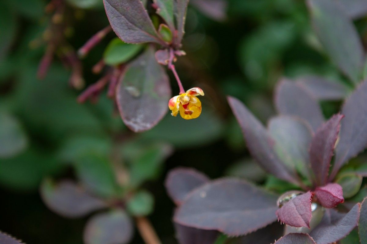 Воздух в Карелии прогреется до +23°С. Прогноз погоды на 27 июля