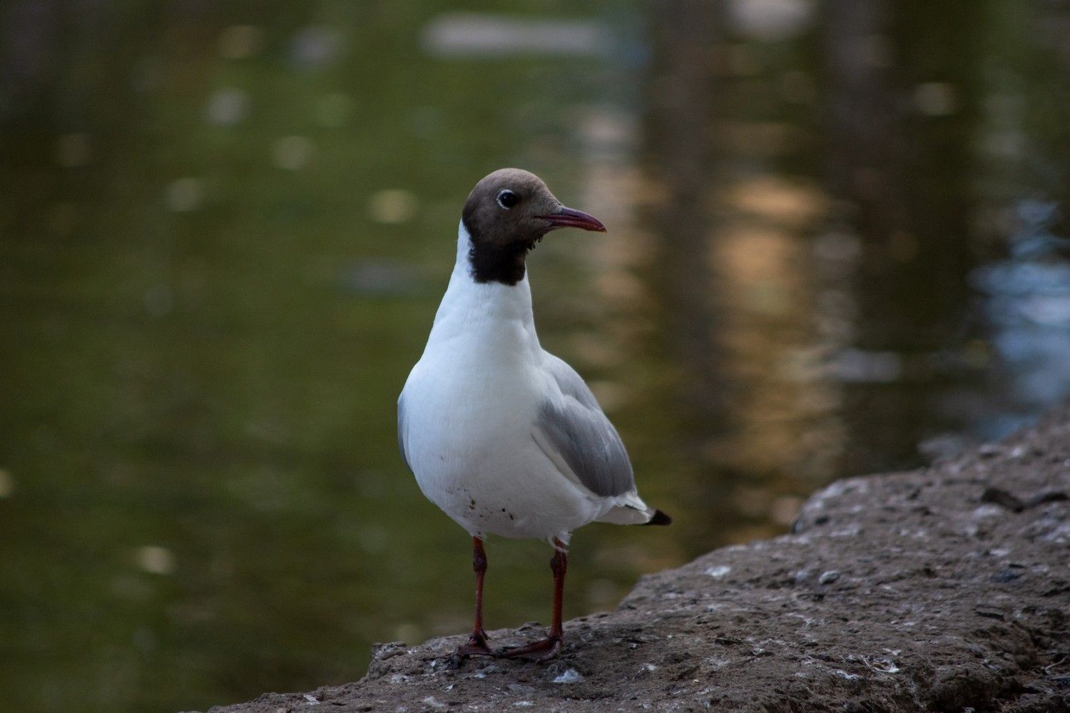 В Россельхознадзоре опровергли информацию о массовом падеже птиц в Карелии