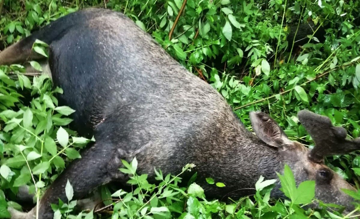 В Петрозаводске на Кургане обнаружили мертвого лося