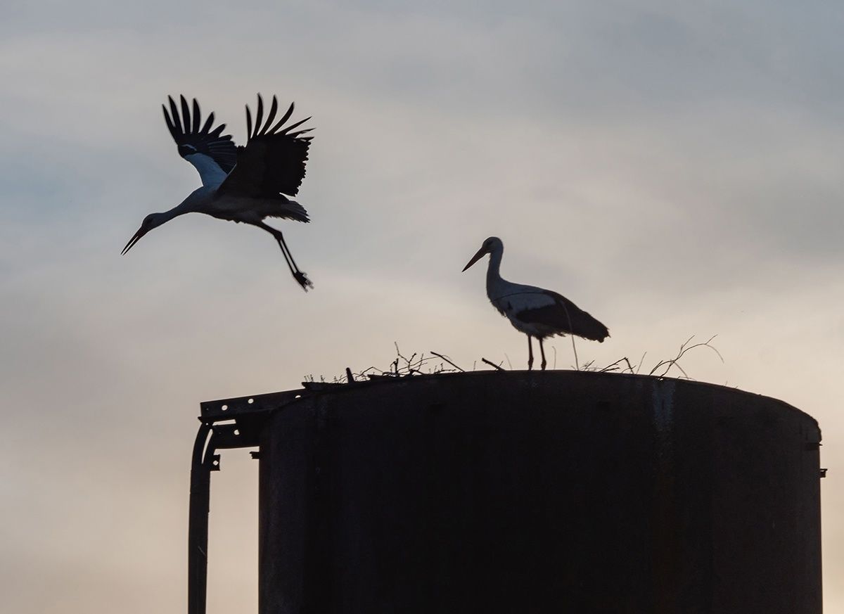 Трагедией закончилась попытка аистов завести потомство в Олонецком районе