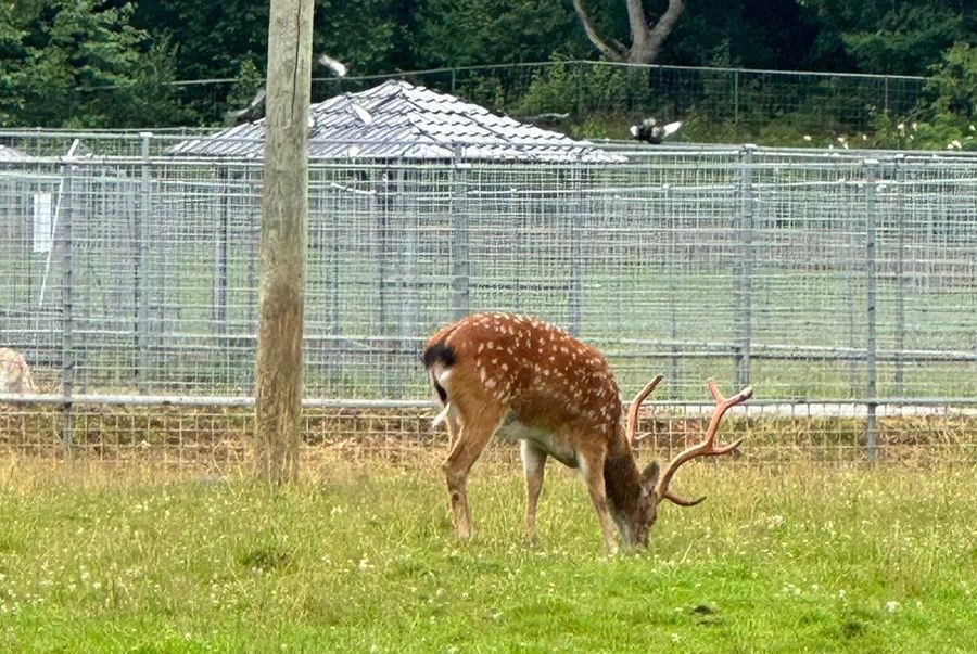 Двух оленей из поселка Харлу привезли в Карельский зоопарк