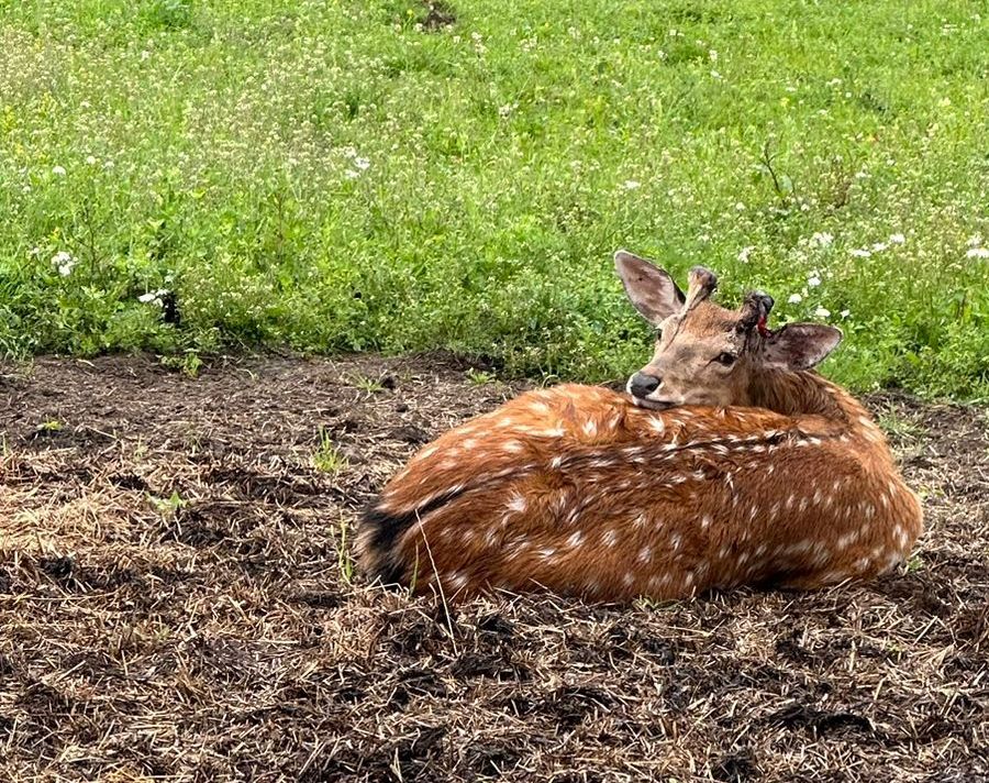 Третьего оленя из Харлу доставили в Карельский зоопарк