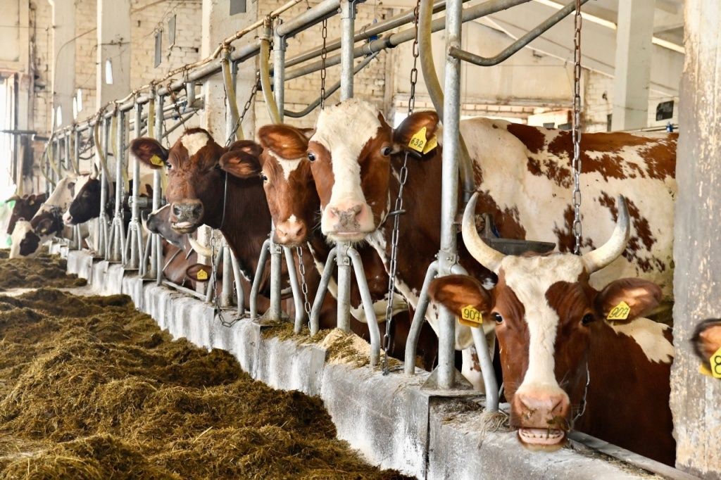 17 роботов-дояров будут доить 1200 коров на новой ферме в Карелии