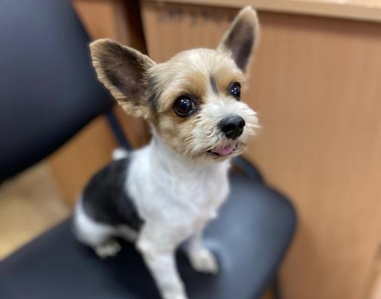 Пса по кличке Жан-Поль Жгучий Перчик помогла найти полиция Петрозаводска