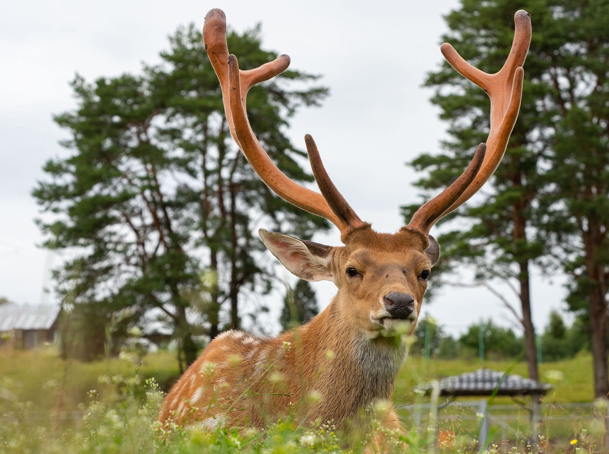 «Они реально ручные». Карельский фотограф посетил спасенных пятнистых оленей в Карельском зоопарке