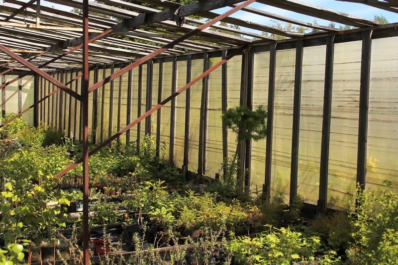 Глава Карелии предложил возродить теплицы при школах