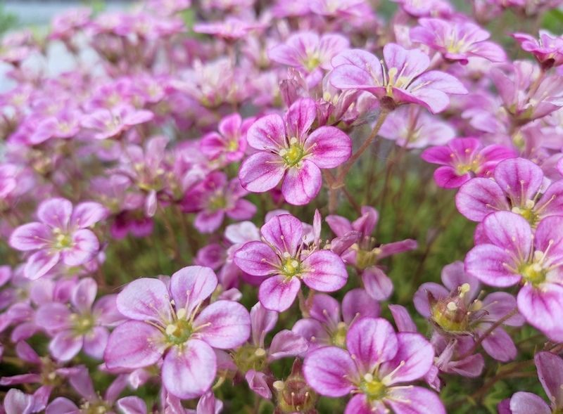 Кратковременные дожди, +26°С. Прогноз погоды в Карелии на 17 июля