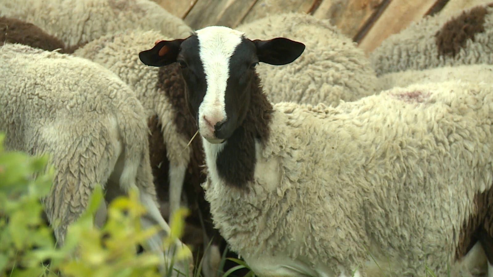 Мясоед из Сортавальского района взялся за разведение баранов