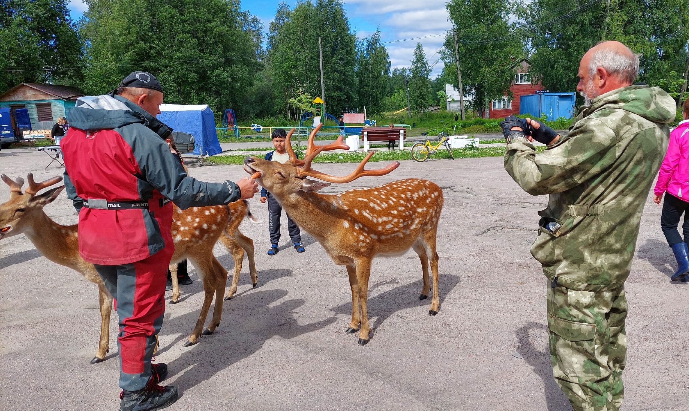 Ручные пятнистые олени в карельском поселке ищут своих хозяев