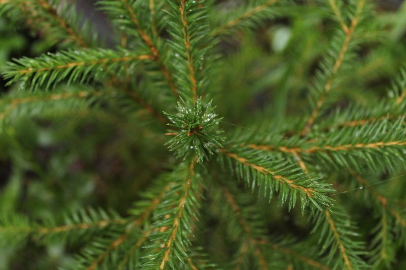 В Минприроды Карелии рассказали, когда регистрировали последний лесной пожар