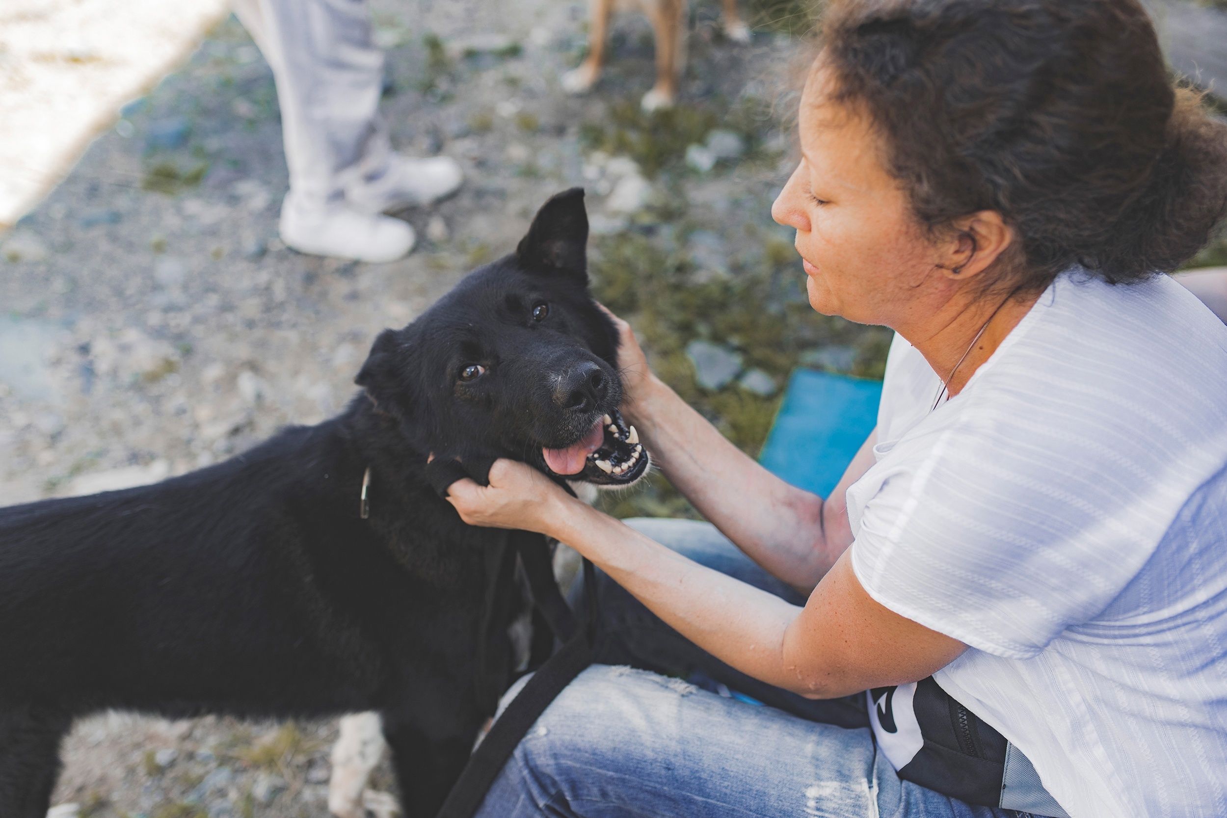 В Петрозаводске ищут волонтеров для проведения выставки-раздачи собак
