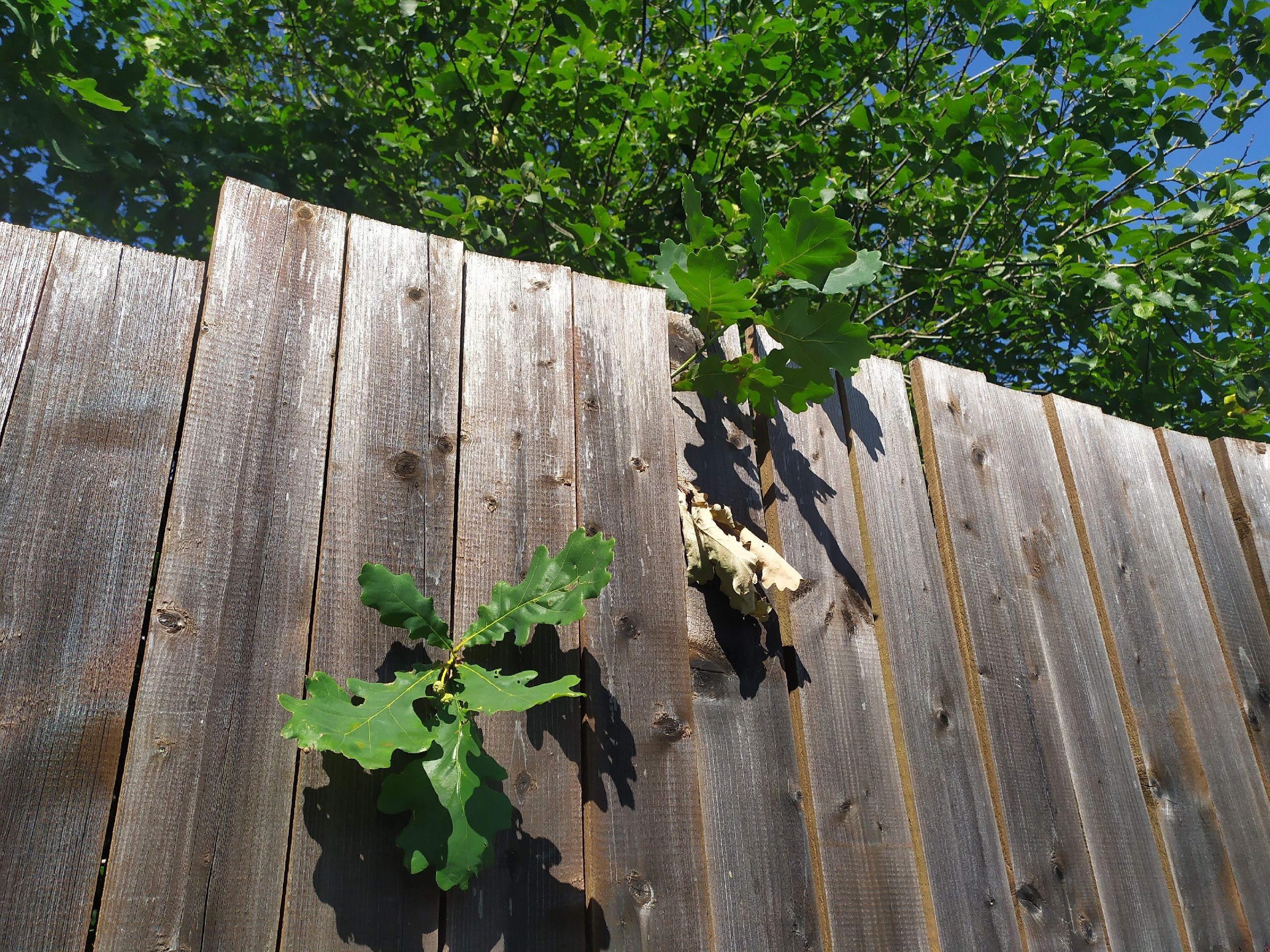 Циклон принесет в Карелию дожди и похолодание. Синоптики рассказали о погоде на ближайшую неделю