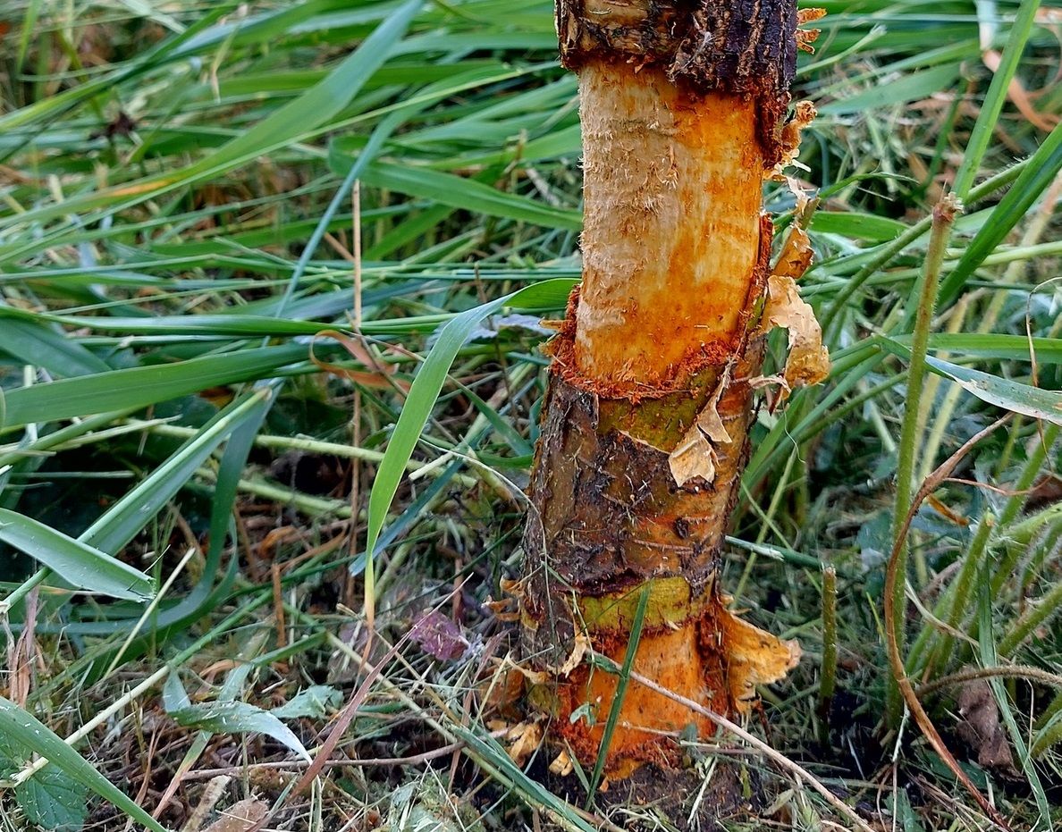 В Петрозаводске рабочие при покосе травы повредили молодые березы