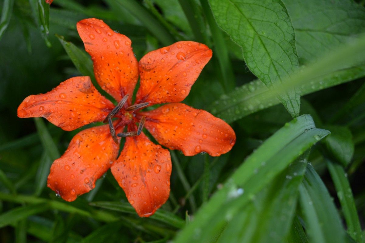 Прохладно и дождливо: прогноз погоды в Карелии на 24 июля