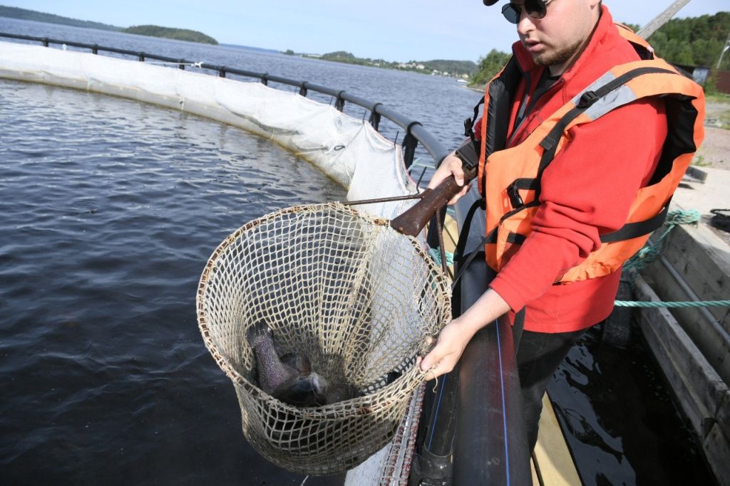 Рыбоводный кластер создают в Питкярантском районе Карелии