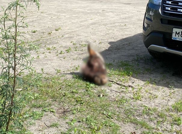 В Сегеже на городской улице обнаружили голову животного