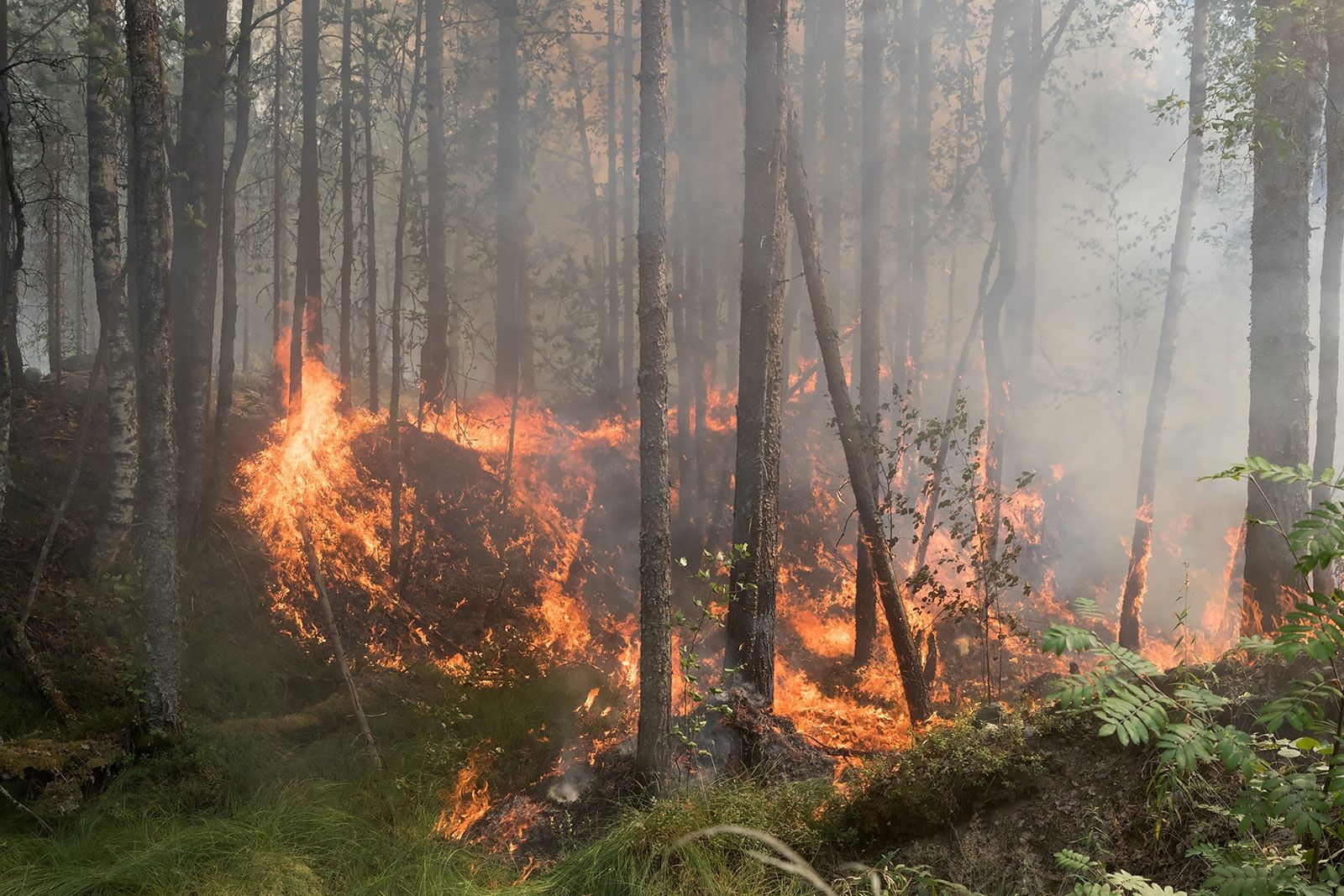Жители Карелии несмотря на сырую погоду устроили лесной пожар