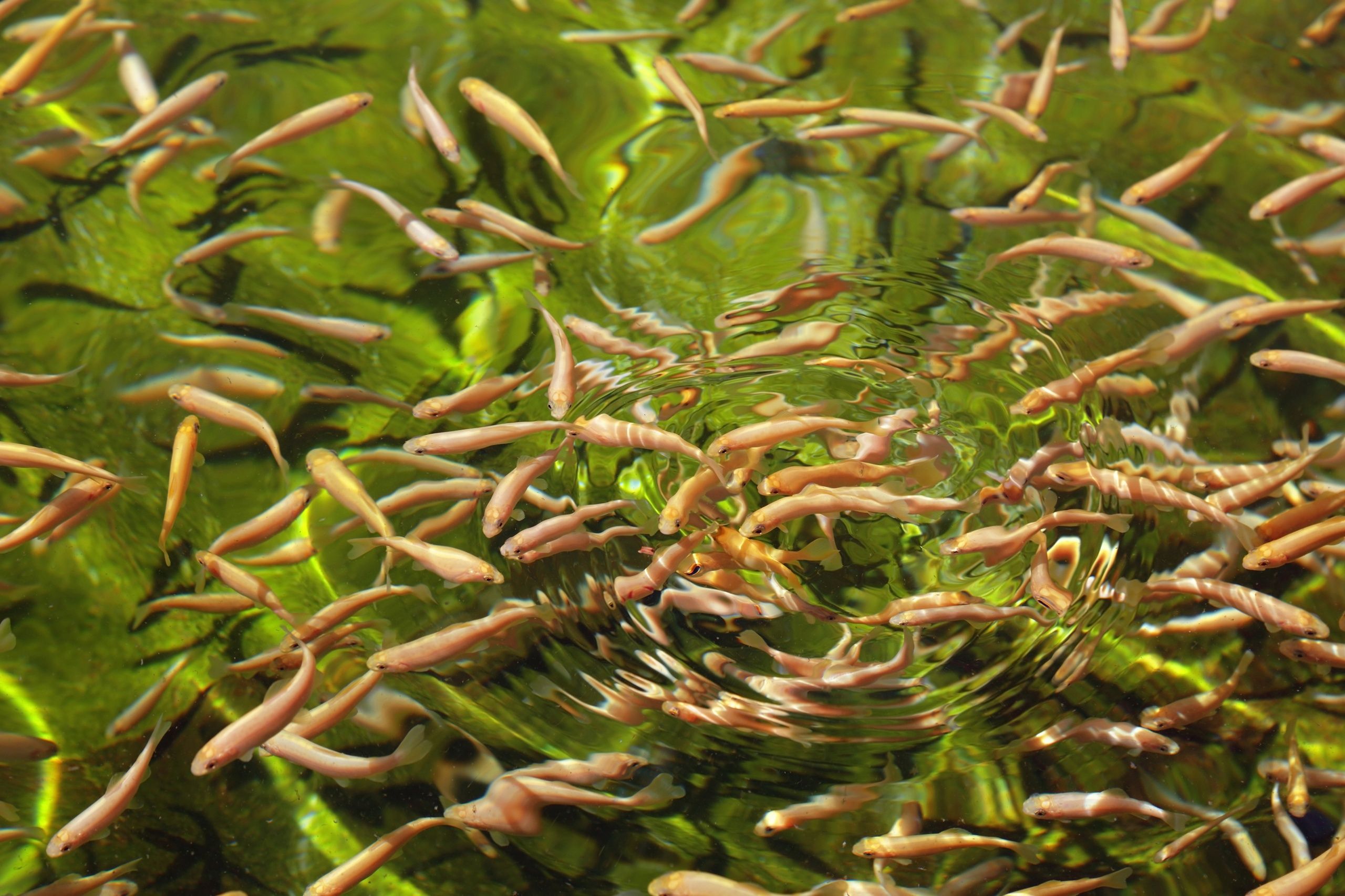 В карельском Заонежье построят экологически безопасный завод по выращиванию малька форели