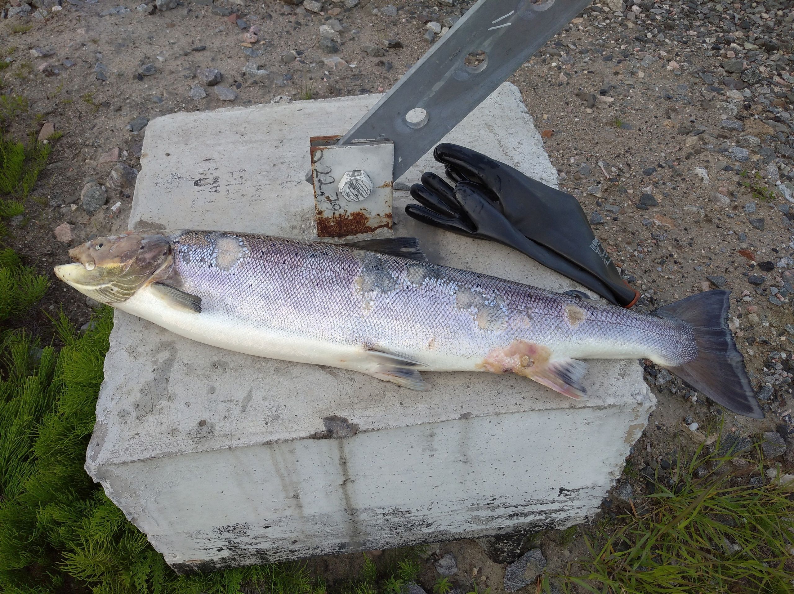 В Россельхознадзоре рассказали, чем заразились лосось и горбуша в Мурманской области