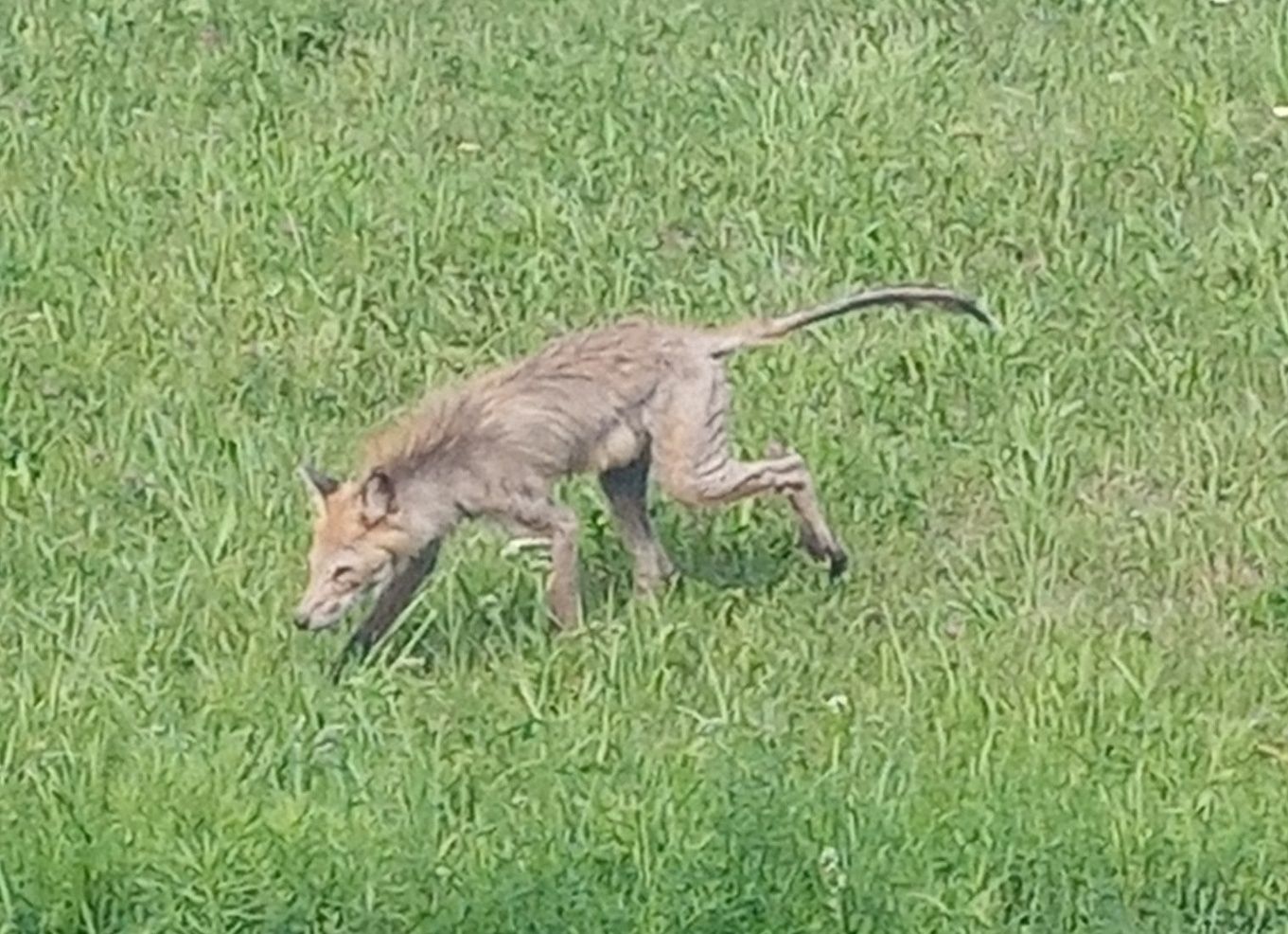Ученые объяснили, что за «чупакабра» разгуливает по Сортавале