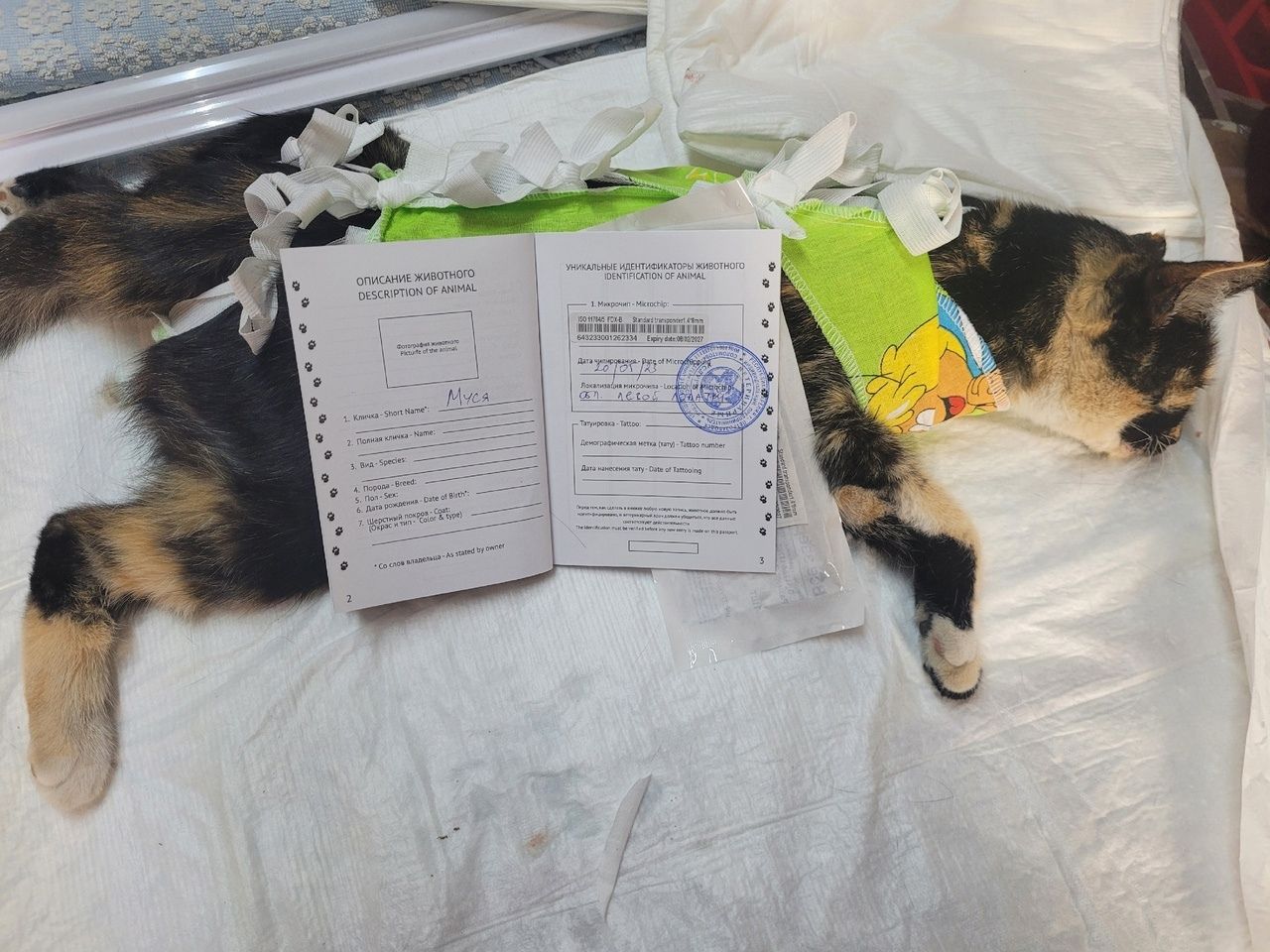 Жители Карелии могут практически бесплатно стерилизовать домашних животных