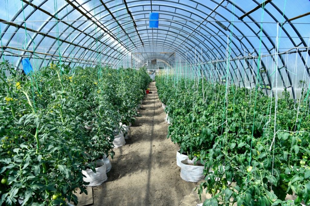 Фермерское хозяйство в Пряжинском районе с помощью гранта стало одним из главных поставщиков в районе