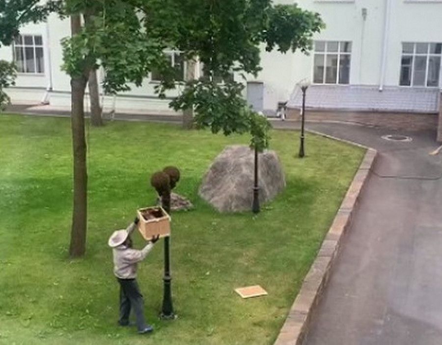 Пчелы поселились на фонаре рядом со зданием правительства Карелии