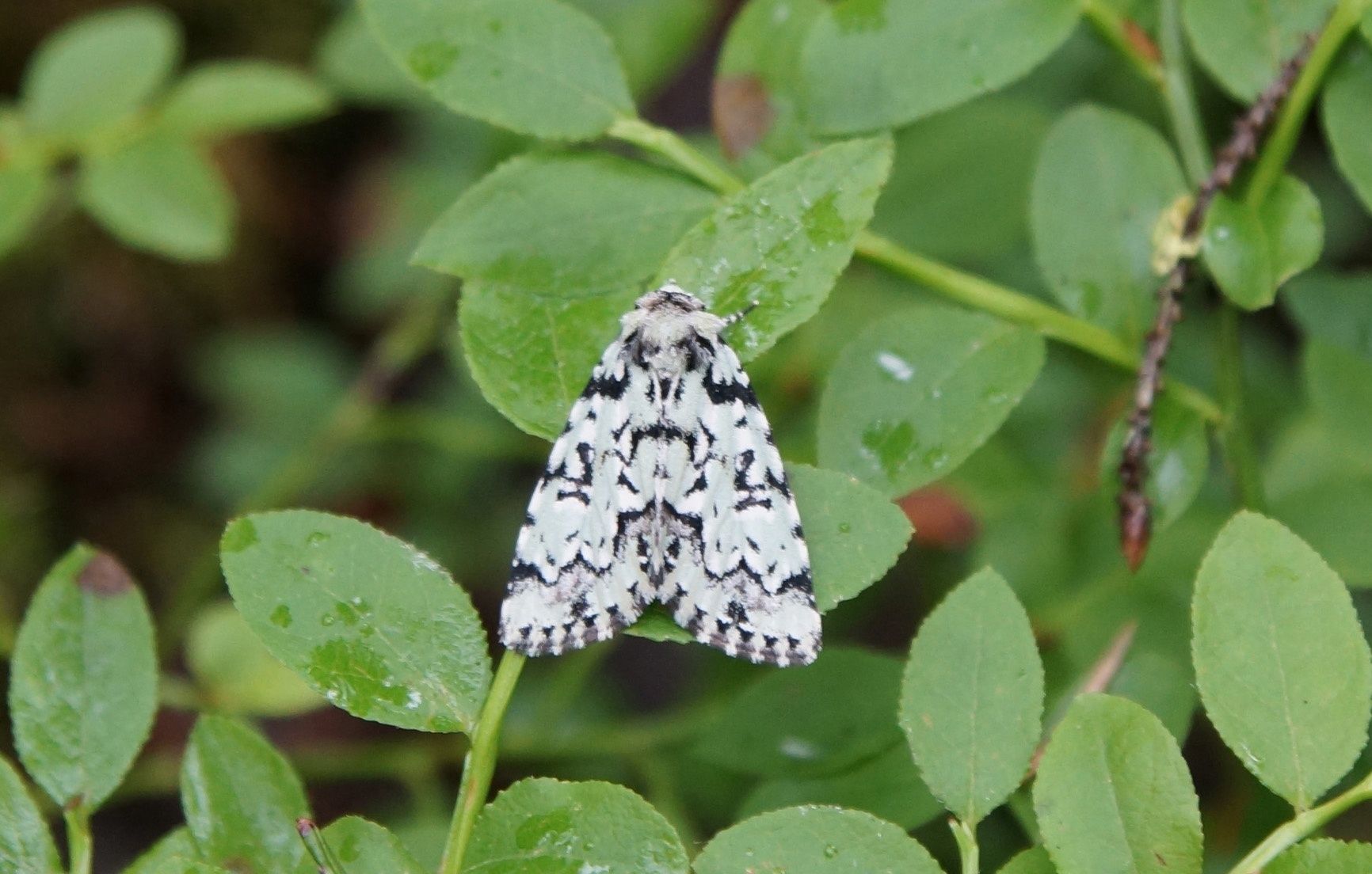 Редкие виды бабочек обнаружили в парке «Водлозерский»