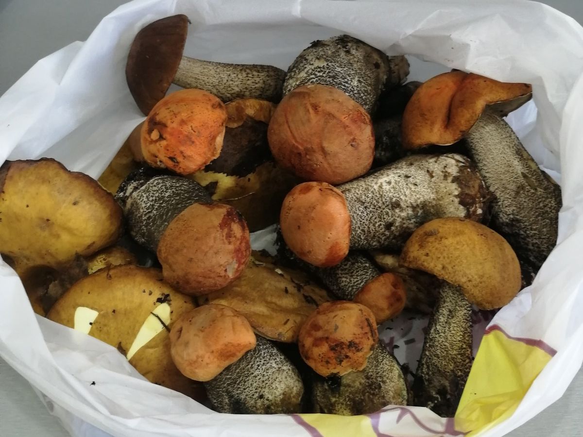 Жители Карелии делятся плодами «тихой охоты»