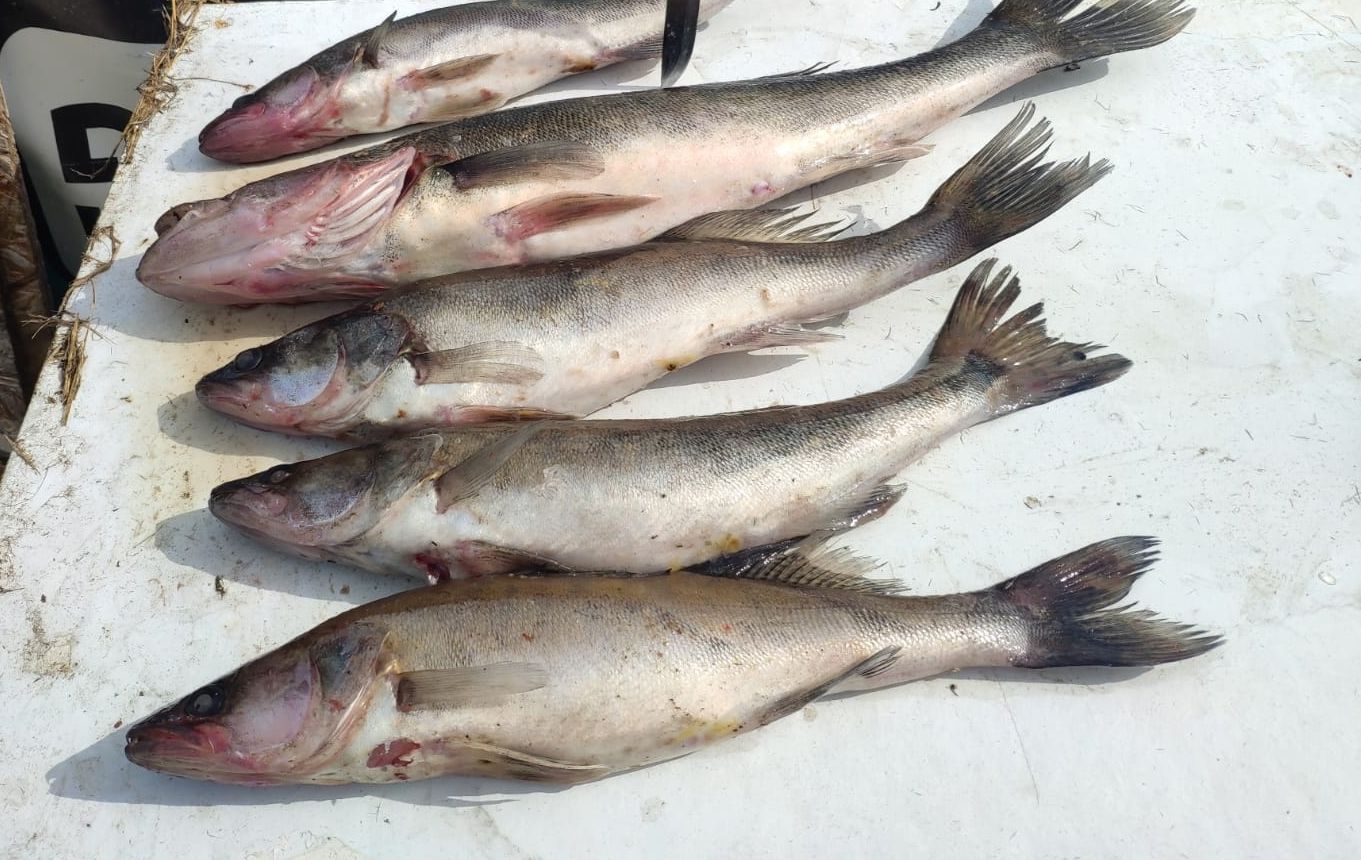 11 километров незаконных рыболовных сетей и свыше полутонны рыбы изъяли у браконьеров полицейские