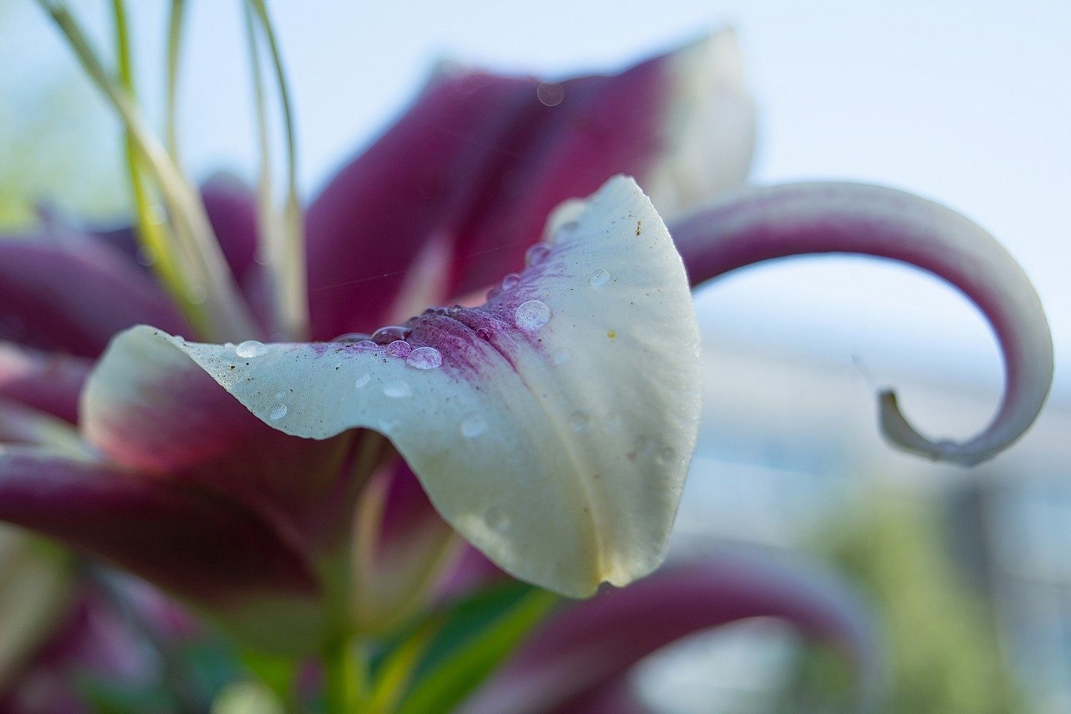 Снова дожди: прогноз погоды на 14 июля