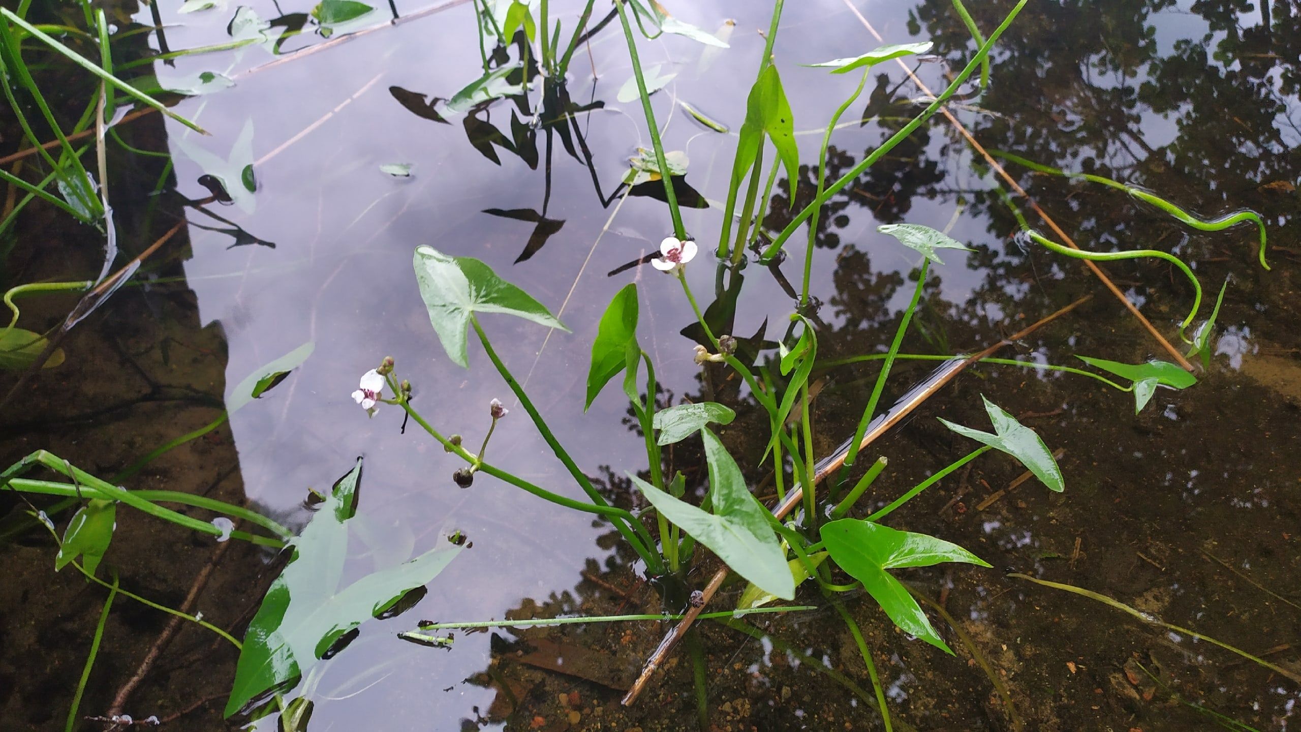 Ливни отступят, но кратковременные дожди возможны.  О погоде на ближайшие дни рассказали карельские синоптики