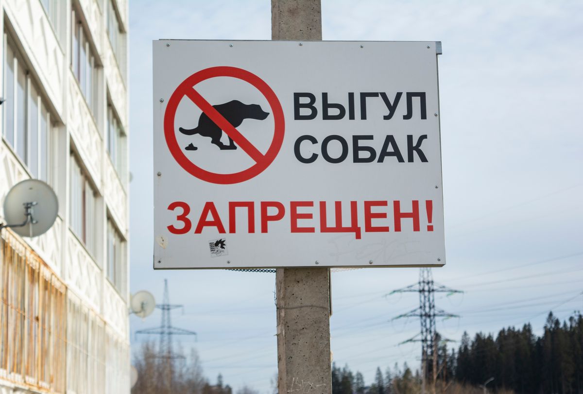 Самовыгул собак в России запретили, в Петрозаводске пояснили, а где можно гулять