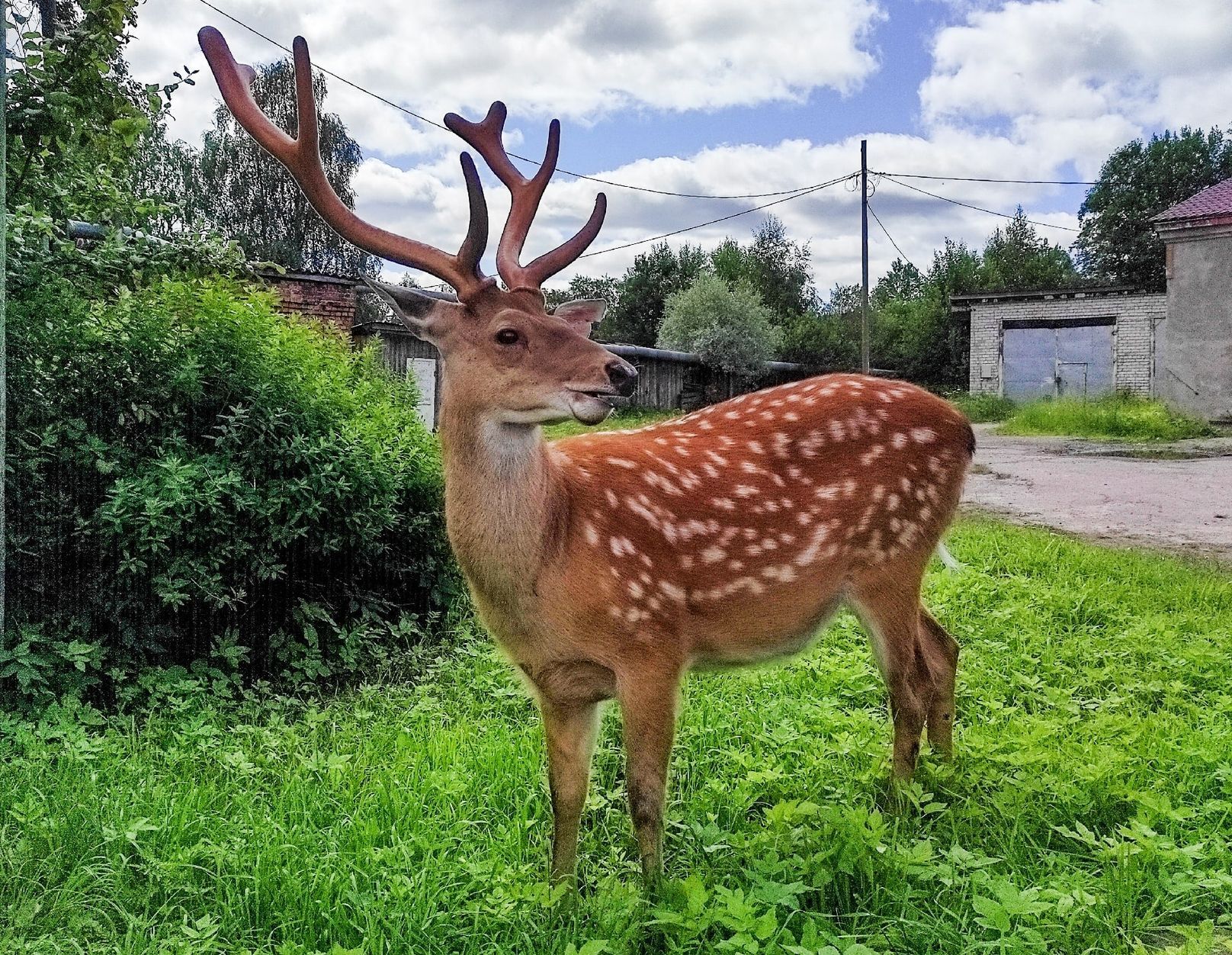 Оставшихся в поселке Харлу пятнистых оленей перевезут в карельский зоопарк