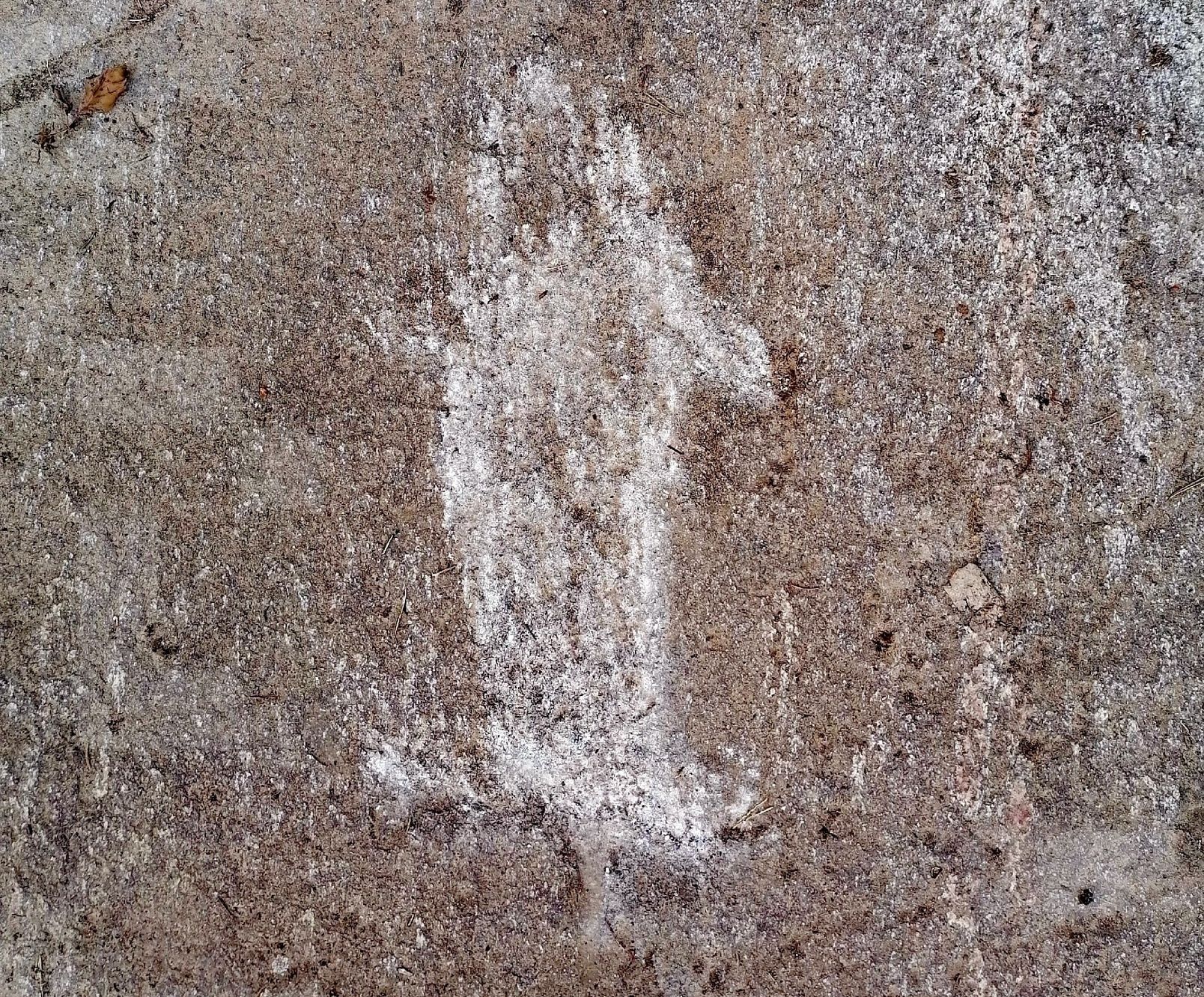 В Карелии обнаружили новый петроглиф