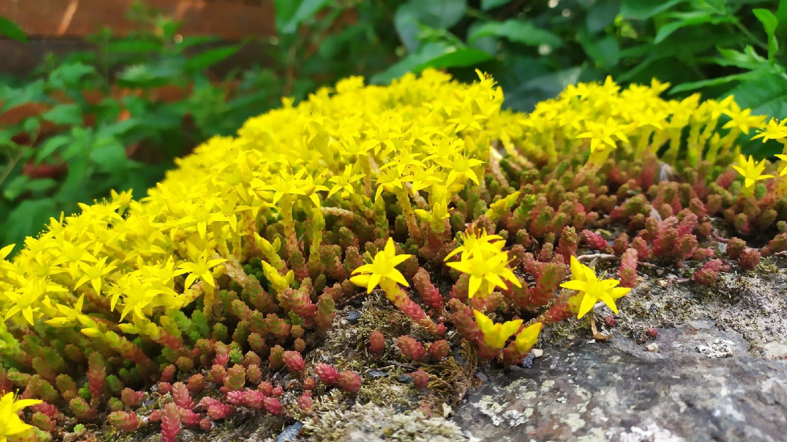 Жарко и без существенных осадков. Прогноз погоды на 2 августа