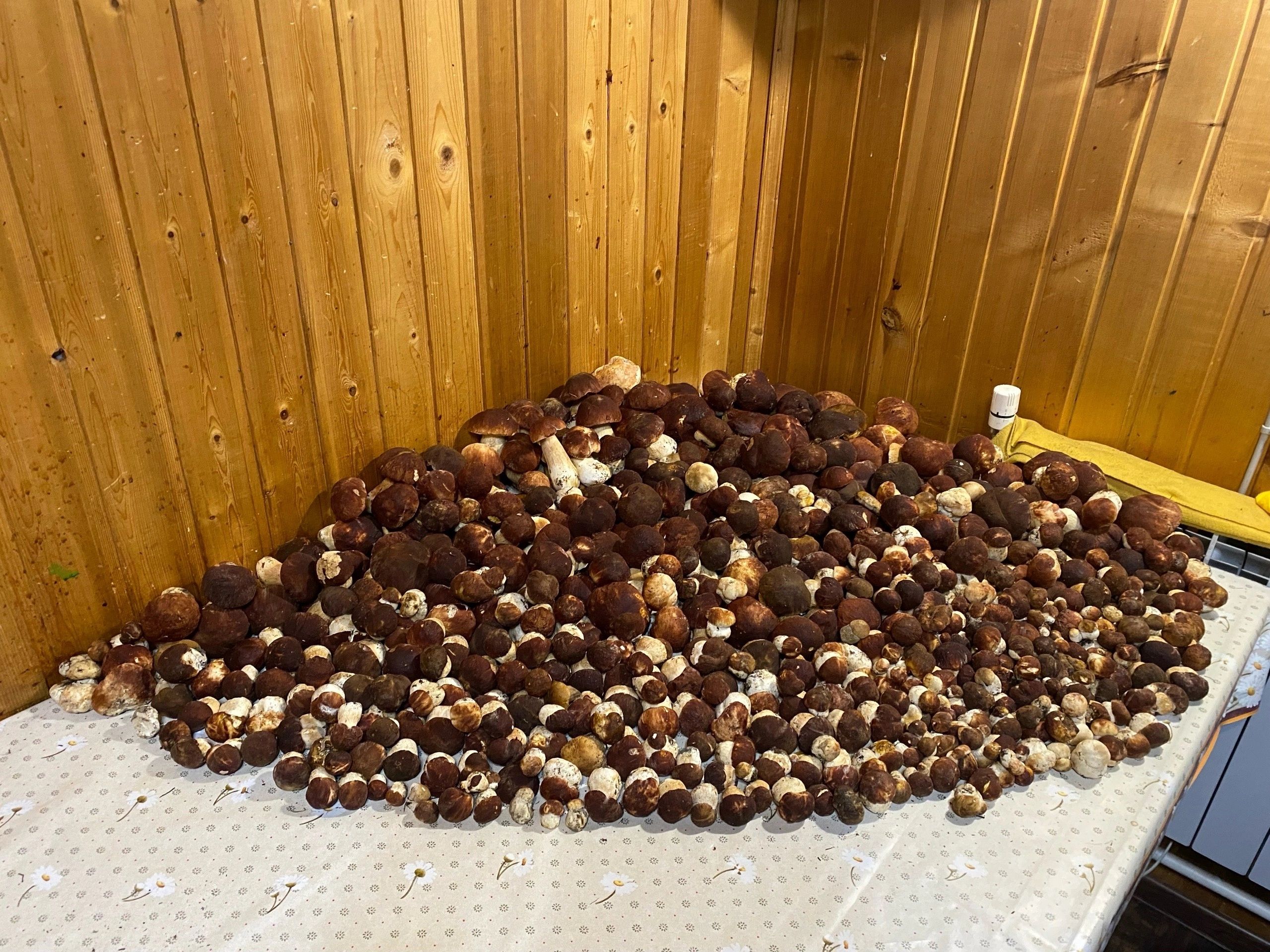 Жительница Петербурга успешно «поохотилась» в Карелии