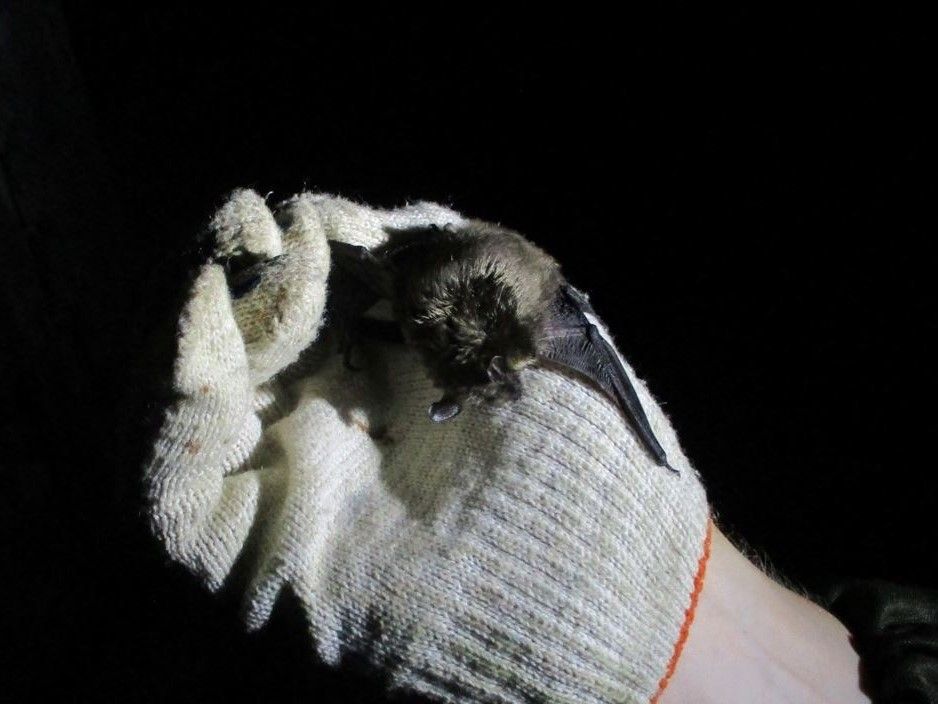 В Водлозерском парке наблюдают за рукокрылыми