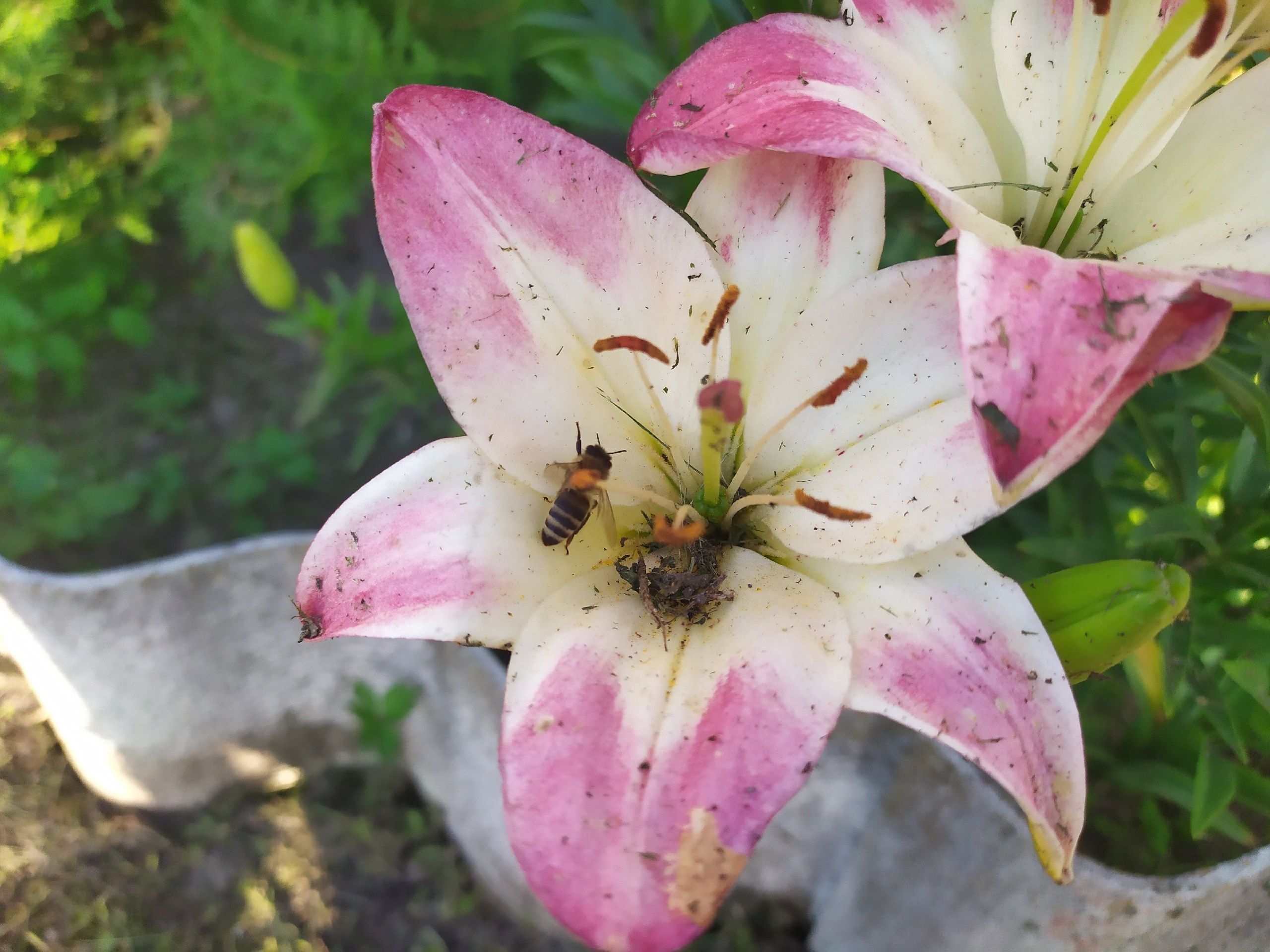 Госпитализация потребовалась жительнице Карелии после укуса осы