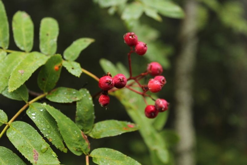 В Карелии пройдут ливни с грозами