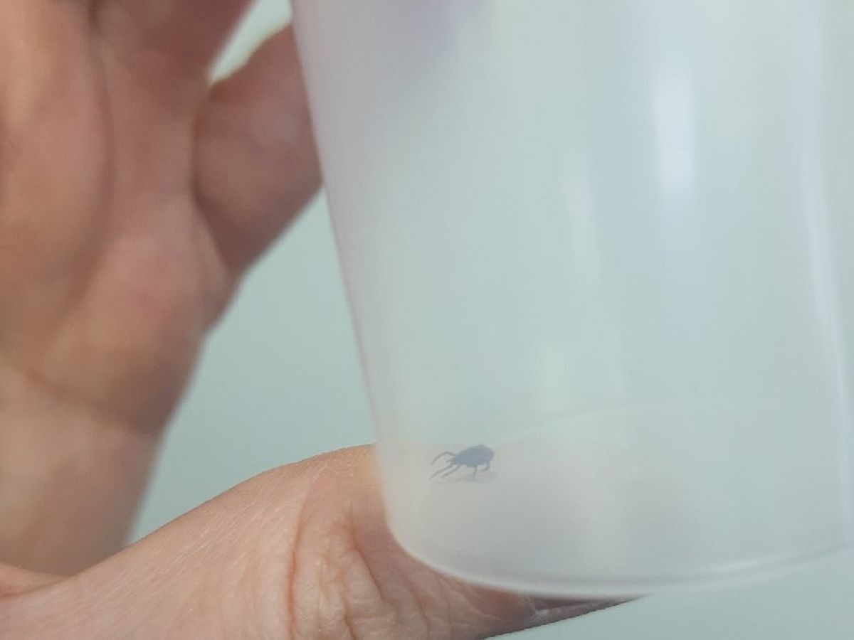 Карелия оказалась в числе регионов с наибольшим числом обращений по укусам клеща