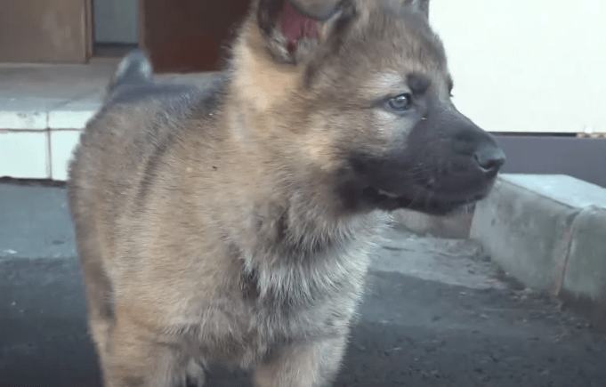 В Центре кинологической службы МВД родились семь щенков немецкой овчарки