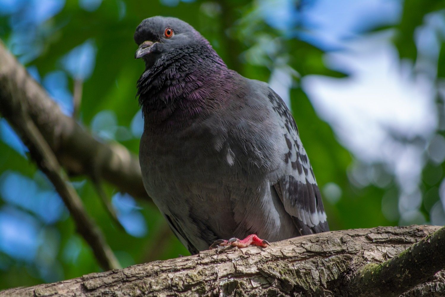 В Минсельхозе рассказали, почему не стоит кормить городских птиц