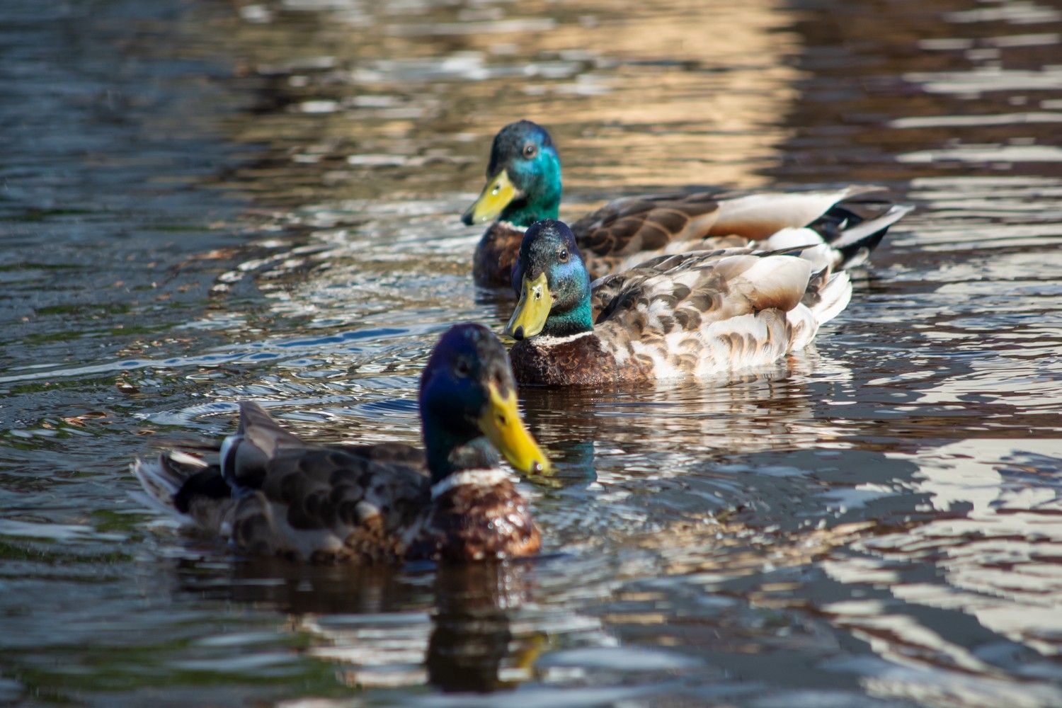 Защитные ленты убрали с территории, где в Петрозаводске был обнаружен птичий грипп