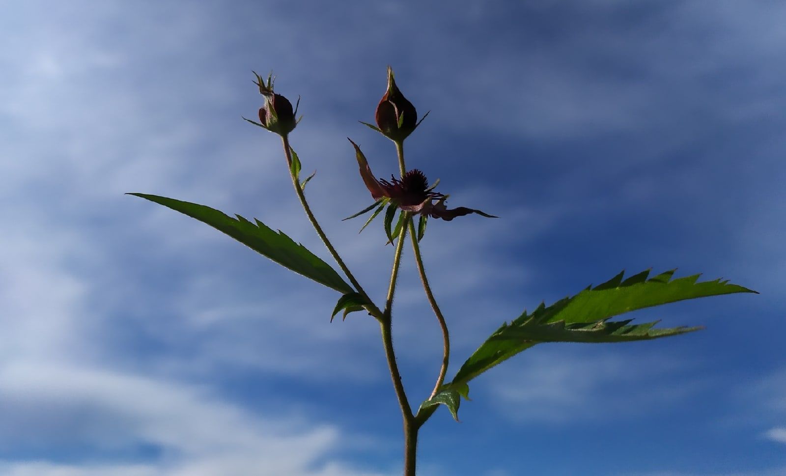 Ветер северный умеренный обещают в Карелии. Прогноз погоды на 19 августа