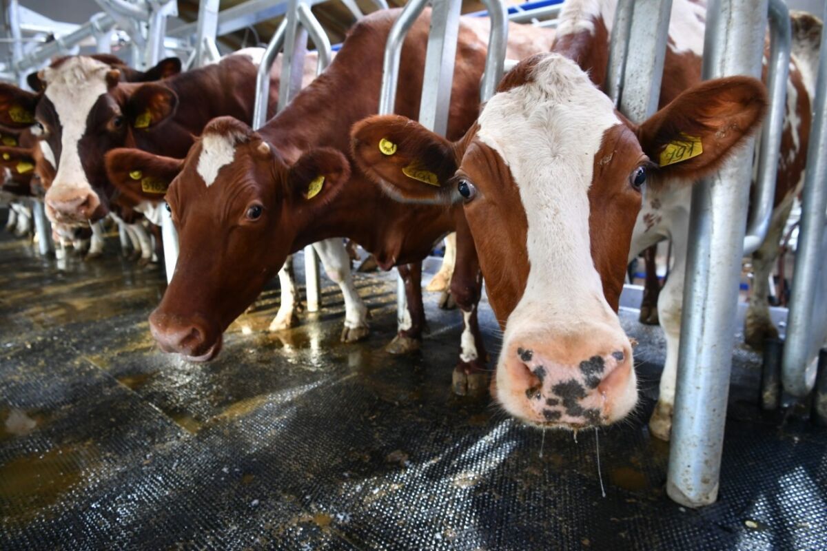 Проект фермы на 2000 дойных коров в Медвежьегорском районе прошел госэкспертизу