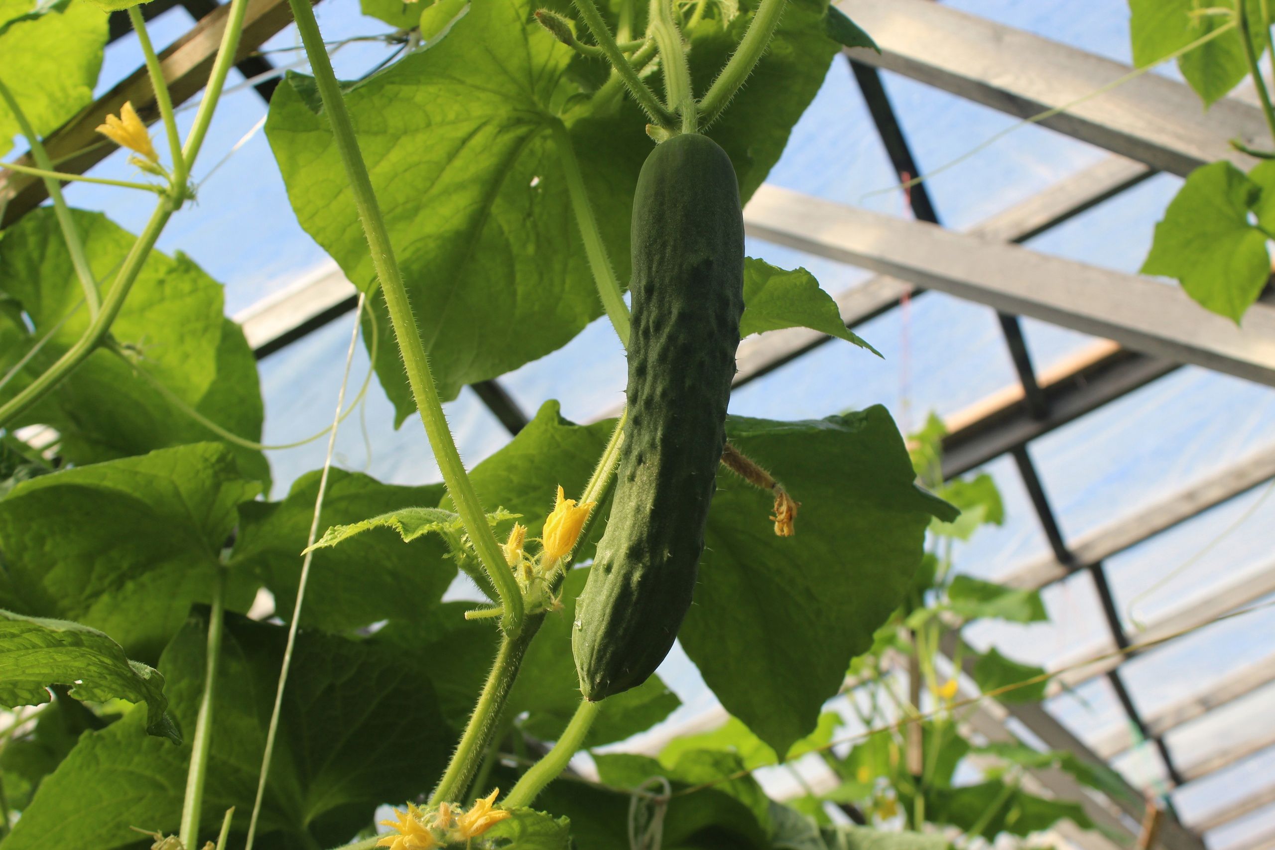 Карельские заключенные собирают собственный урожай