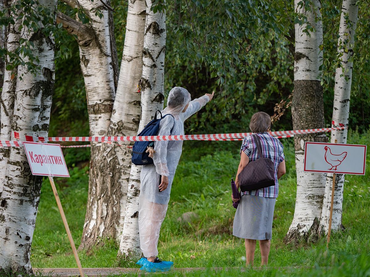 Птичий грипп в Петрозаводске! В Минздраве рассказали, какие симптомы, как защититься и какая профилактика