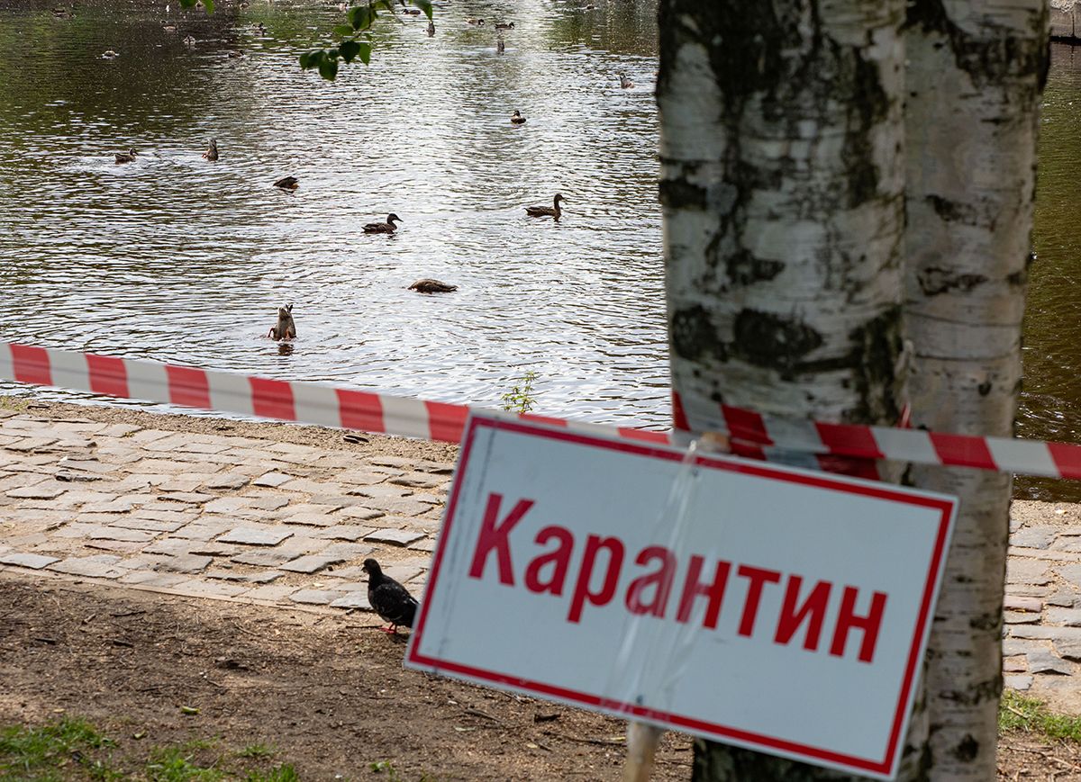 В Петрозаводске и частично Прионежском районе введен карантин по птичьему гриппу