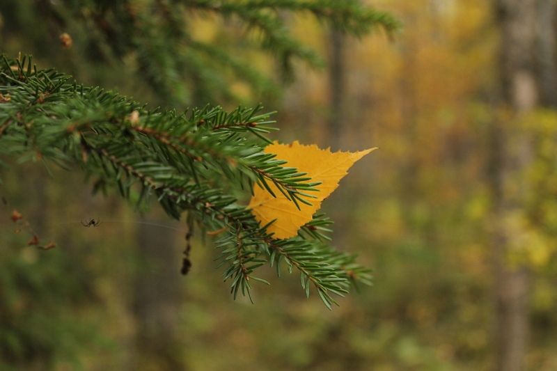 Карелия вошла в рейтинг интересных туристических маршрутов на осень